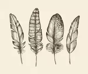 99618091-hand-drawn-vintage-bird-feathers-sketch-writing-feather-vector-illustration.jpg